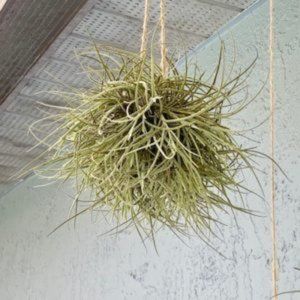 6x Ball Moss (Tillandsia sp) Easy to grow Airplant